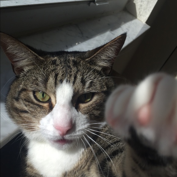 Meet your Posher, Elena - Picture 3 of 3